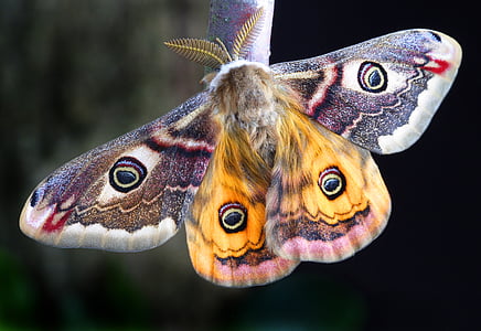 selective focus photography of moth