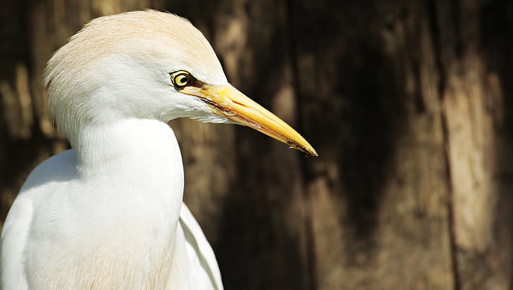 white long-beak heron bird