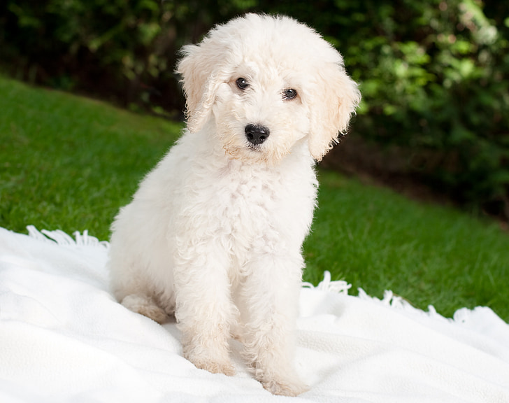 white dog sitting on white textile on green grass field