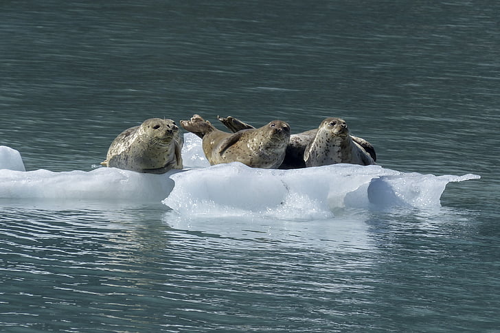 seals on drifting ice