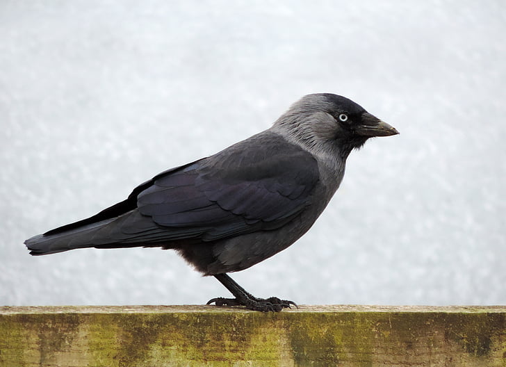 black and gray bird