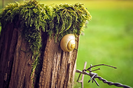 snail on tree