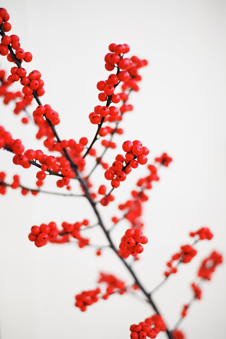 shallow focus photography of red cherries
