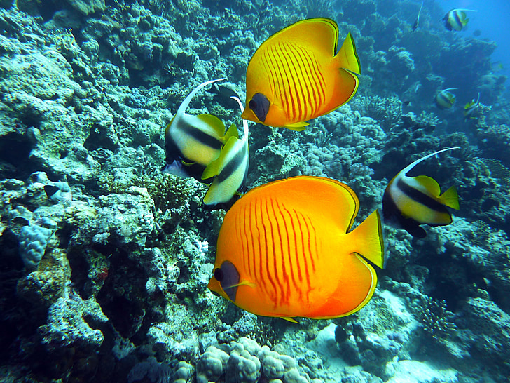 two angel fishes and orange fishes