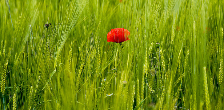 red poppy beside green grass at daytime