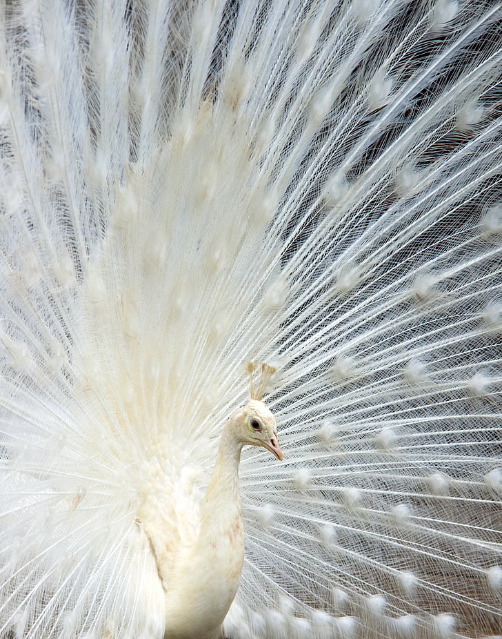 Royalty-Free photo: White peacock during daytime | PickPik