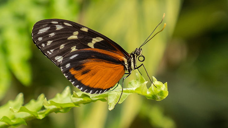 closeup photo of orange and black butterfly perching on lefa