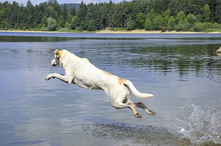 white dog jumped on body of water during daytime