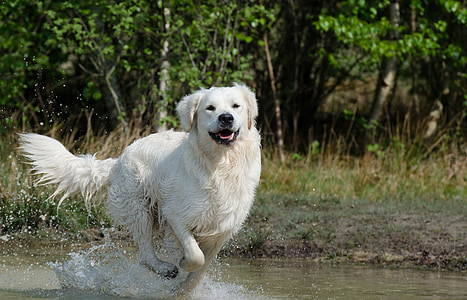 cream Labrador retriever running on water at daytime
