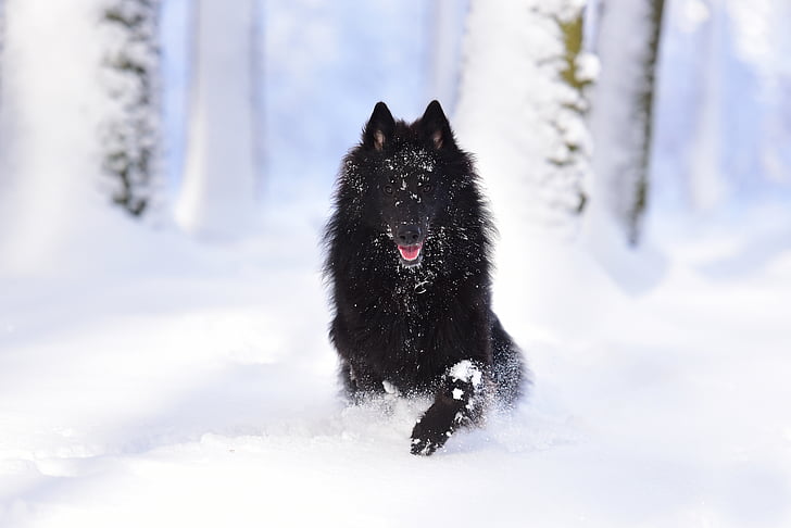 black wolf sits on snow covered field