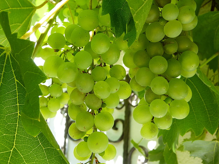 green grapes with green leaves