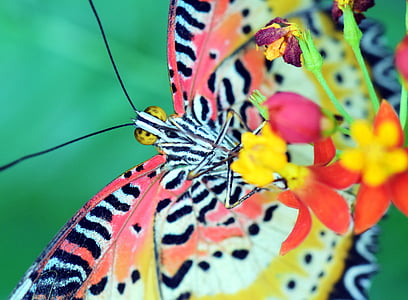 selective focus photo of yellow, pink, and black butterfly perching on red petaled flower