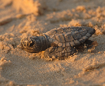 gray turtle on brown sand during daytime close-up photo