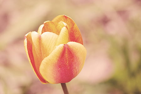 pink and yellow tulip flower