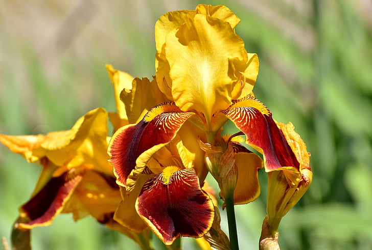 yellow-and-red canna flowers