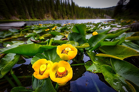 photography of three yellow flowers beside a body of water
