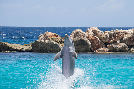 dolphin beside rock formation