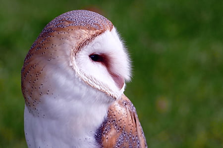 white and brown barn owl selective focus photography