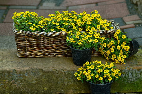 yellow potted daisy flowers