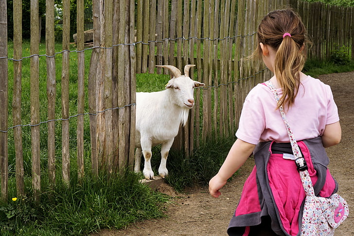 woman wearing pink top looking at white goat on brown wooden fence