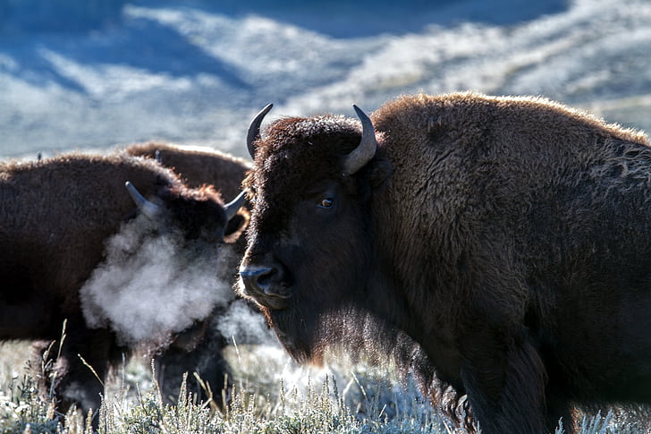 photo of brown buffalos