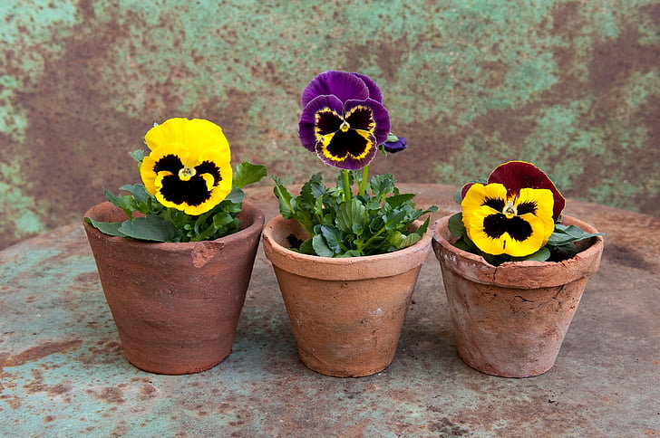 three green leaf plants with yellow flowers on brown pots