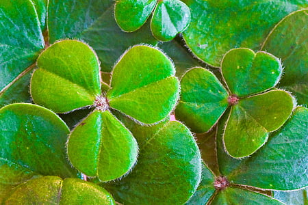 close-up photo of green leaf plant
