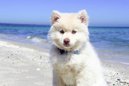 white Alaskan malamute puppy on seashore