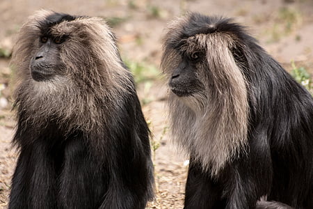two black monkeys