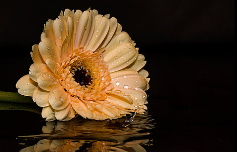 macro photography of beige petaled flower plant with droplet of waters