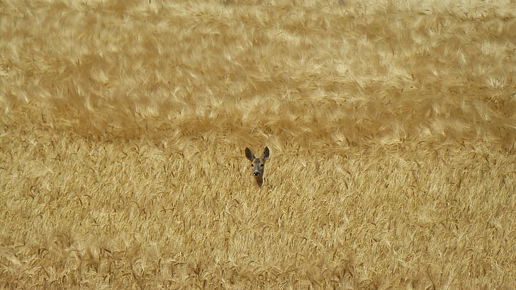animal on brown grass