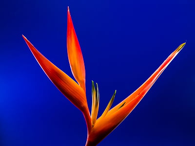 closeup photo of orange birds of paradise flower