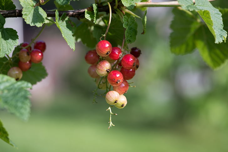 surinam cherries in selective focus photography