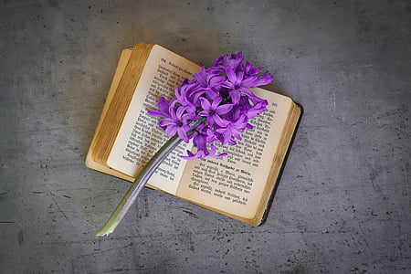 purple hyacinth flowers on open book