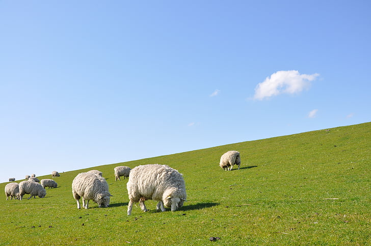 panoramic photography of group of sheep in the field