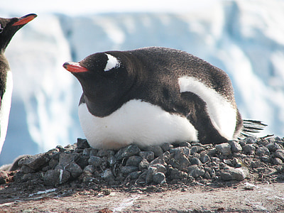 penguin lying on gray rocks