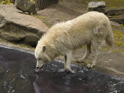 white wolf drinking water on stream