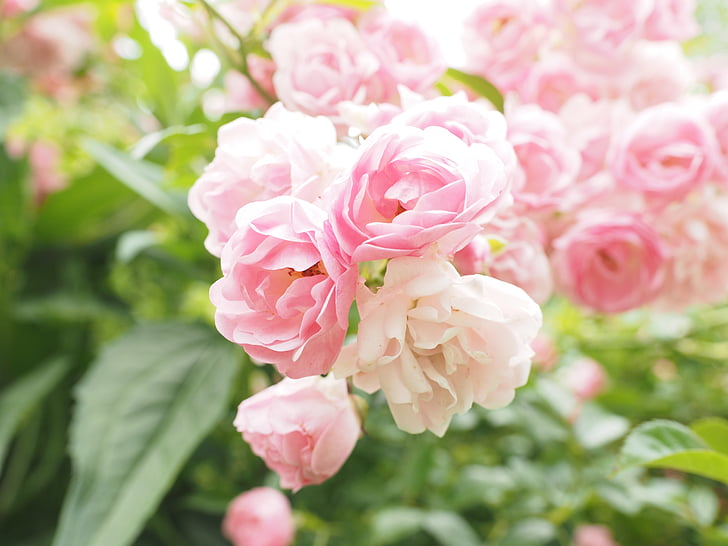 shallow focus photo of pink roses