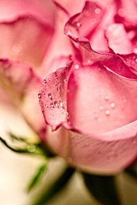 close up photography of pink petaled flowers