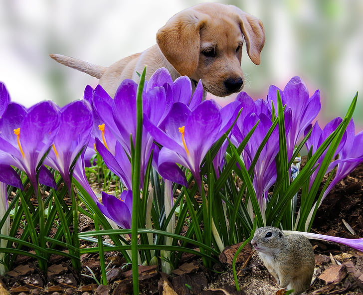 yellow Labrador retriever puppy and purple flower field at daytime