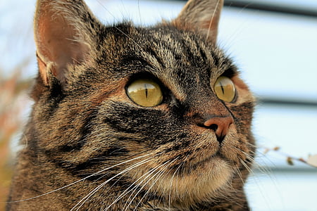 macro photography of calico cat