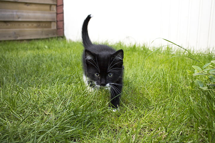 black and white kitten on grass field