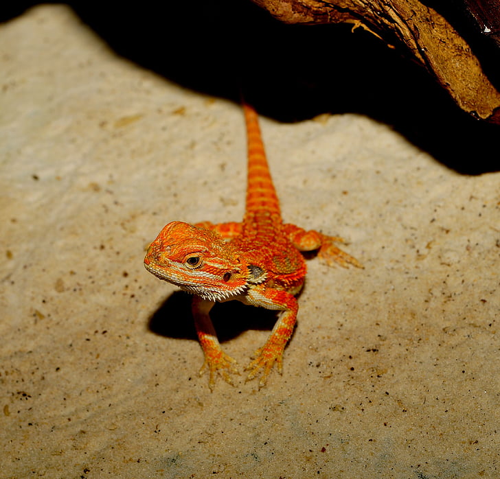 photo of orange bearded dragon