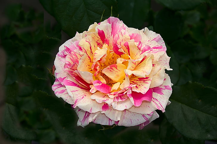 white, pink, and yellow rose flower