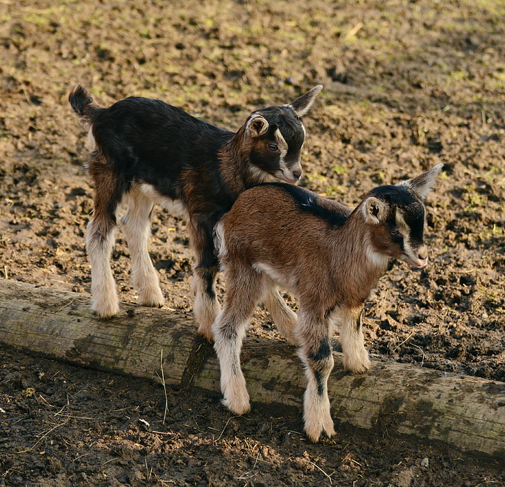 selective focus photography of two brown-and-black goat kids