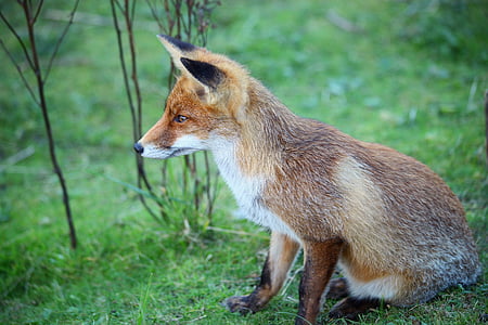 brown fox sitting on green grass
