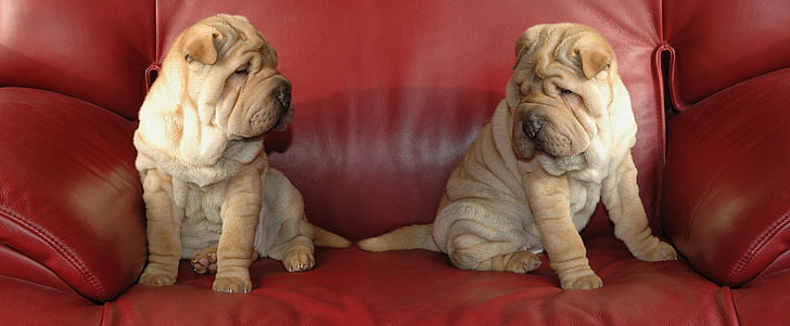 two Chinese Shar Pei puppies on the red sofa chair