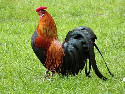 red rooster on grasses