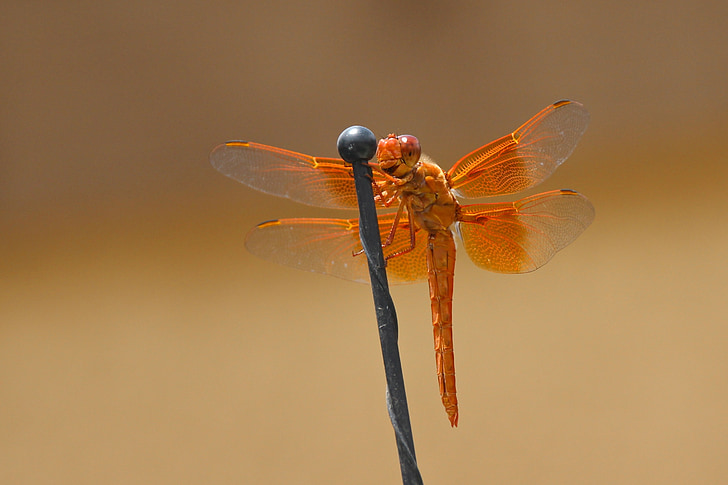 focused photo f orange dragonfly