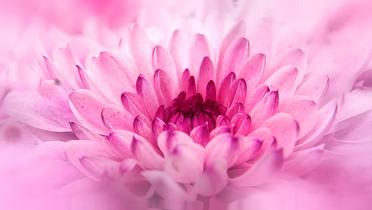 pink chrysanthemum in bloom macro photo